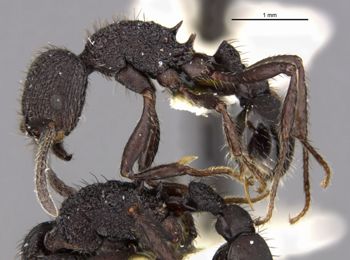 Media type: image;   Entomology 20591 Aspect: habitus lateral view